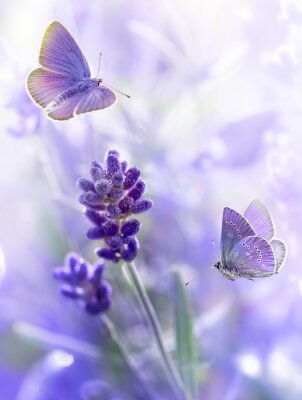 Schmetterlinge über Lavendel