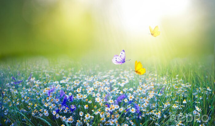 Bild Schmetterlinge und Blumen auf der Wiese