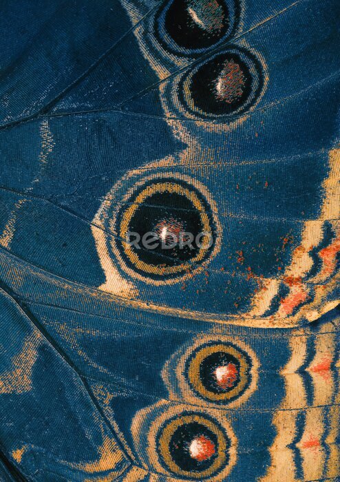 Bild Schmetterlingsflügelunterseite blau