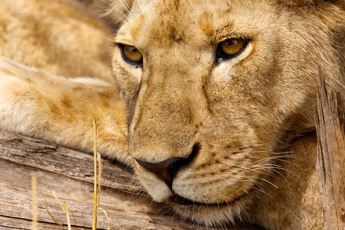 Bild Schnauze des Löwen aus nächster Nähe