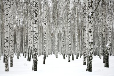 Schnee im Wald voller Birken