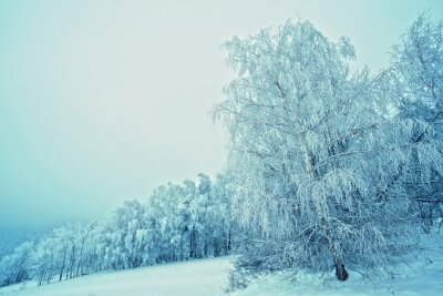 Bild Schneebedeckte Bäume