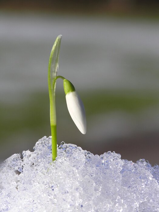 Bild Schneeglöckchen im Schnee