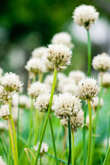 Bild Schnittlauchblume als Natur