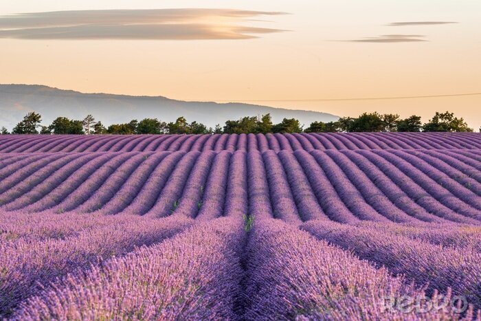 Bild Schöne Aussicht auf ein Lavendelfeld in Frankreich