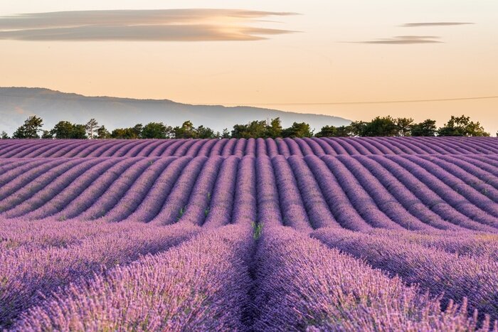 Bild Schöne Aussicht auf ein Lavendelfeld in Frankreich