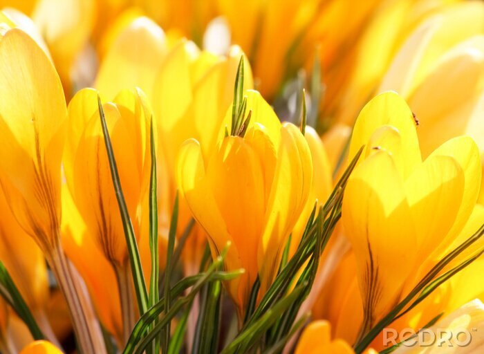 Bild Schöne gelbe Blumen