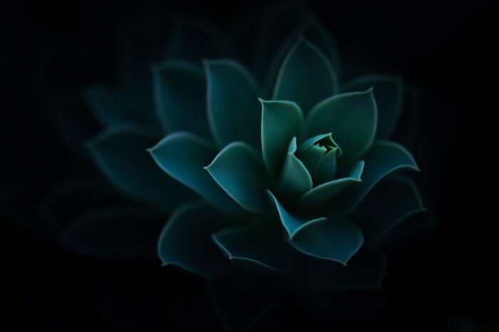 Bild Schöne Grünpflanze