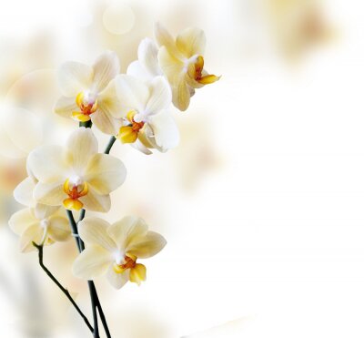Bild Schöne Orchideenblüten auf unscharfem Hintergrund