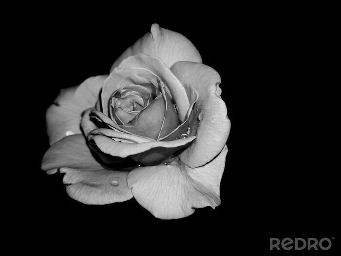 Bild Schöne Rose auf schwarzem Hintergrund