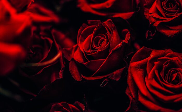 Bild Schöne rote Rosen auf schwarzem Hintergrund