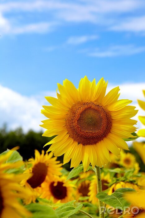 Bild Schöne Sonnenblumen auf dem Feld