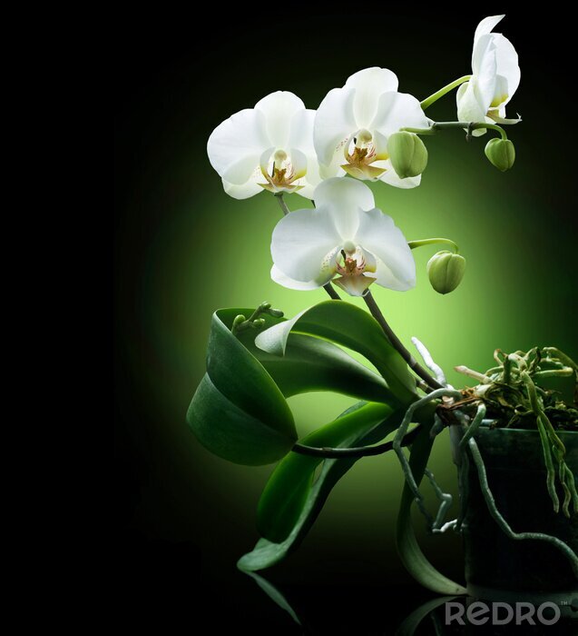 Bild Schöne weiße Blume vor schwarzem Hintergrund