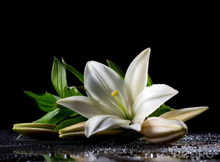 Bild Schöne weiße Lilie auf schwarzem Hintergrund