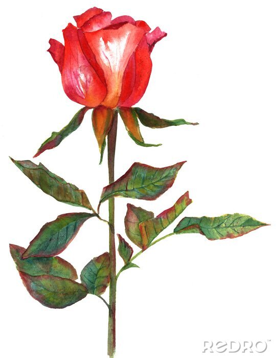 Bild Schöne Zeichnung mit Rose