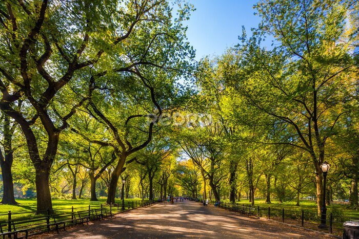 Bild Schöner Park in wunderschöner Stadt. Zentralpark. Die Mall-Bereich im Central Park im Herbst, New York City, USA