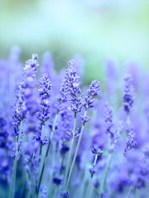 Bild schönes Feld mit violetten Blumen