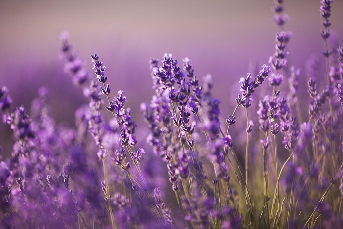 Bild Schönes Lavendelfeld bei Sonnenuntergang