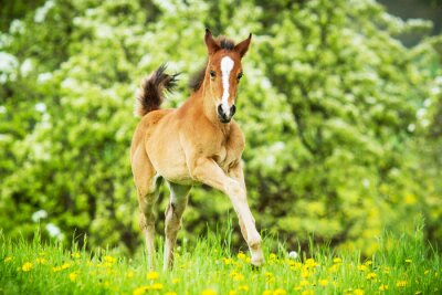 Schönes pferd auf der wiese