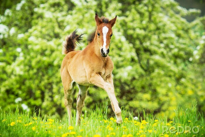 Bild Schönes pferd auf der wiese