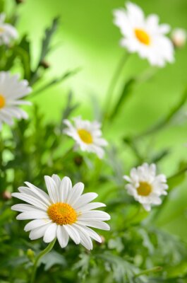 Schönheit der Natur