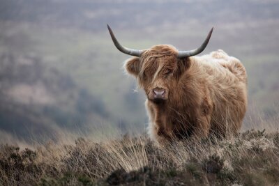 Bild Schottische Kuh vor herbstlicher Kulisse