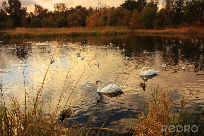 Bild Schwäne im Herbst im Park