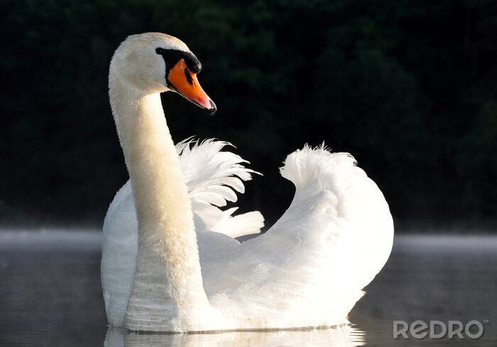 Bild Schwan im Teich