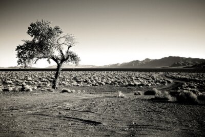Bild Schwarz-Weiß-Foto eines Baumes