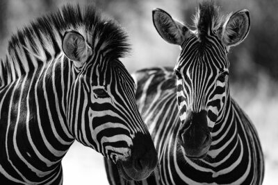 Schwarz-Weiß-Foto mit Tieren