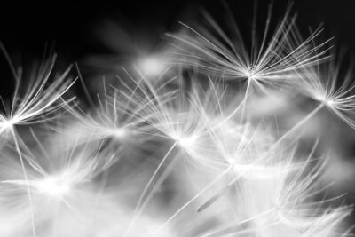 Schwarz-Weiß-Fotografie von Löwenzahnsamen