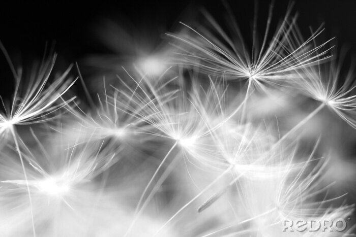 Bild Schwarz-Weiß-Fotografie von Löwenzahnsamen