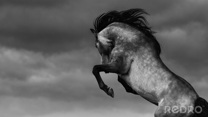 Bild Schwarz-weiß Pferde Pferd mit Himmelhintergrund