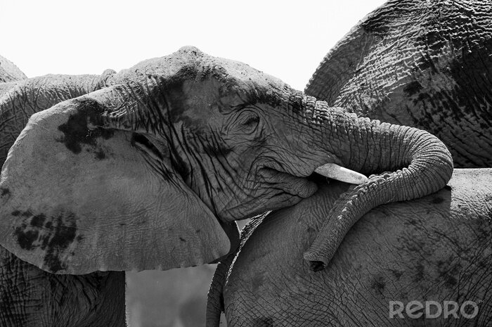 Bild Schwarz-Weiß-Thema mit Elefanten