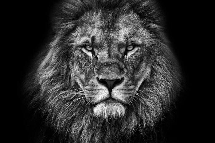Bild Schwarz-weiß Tiere majestätischer Löwe