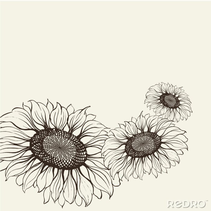Bild Schwarz-weiße Illustration mit Sonnenblume