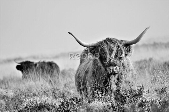 Bild Schwarz-weiße Landschaft mit schottischen Kühen