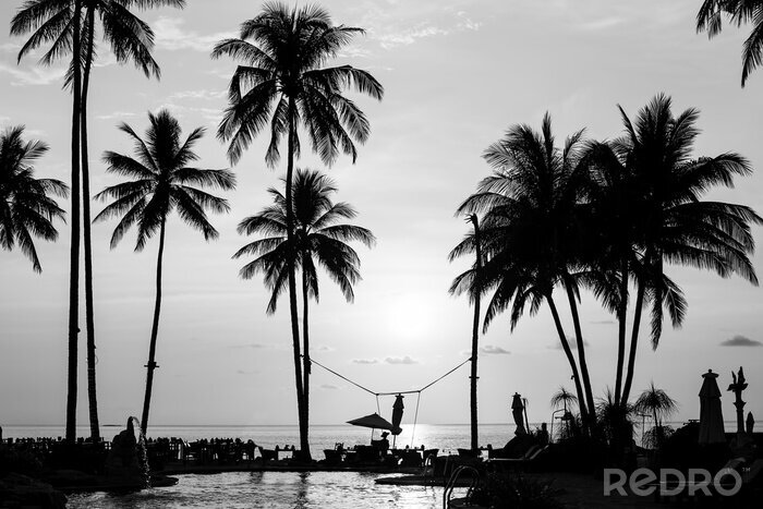 Bild Schwarz-weiße Palmen in den Tropen