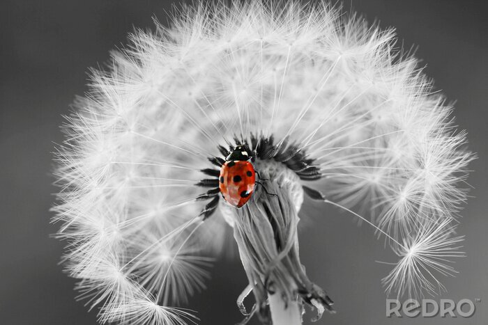 Bild Schwarz-weiße Pusteblume und Marienkäfer