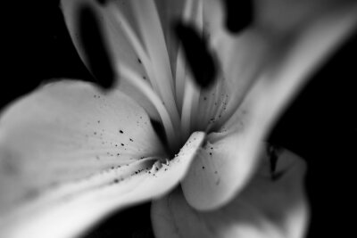 Bild Schwarz-weiße schöne Blumenoptik