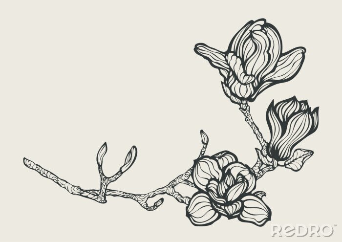 Bild Schwarz-weiße Skizze mit Magnolie