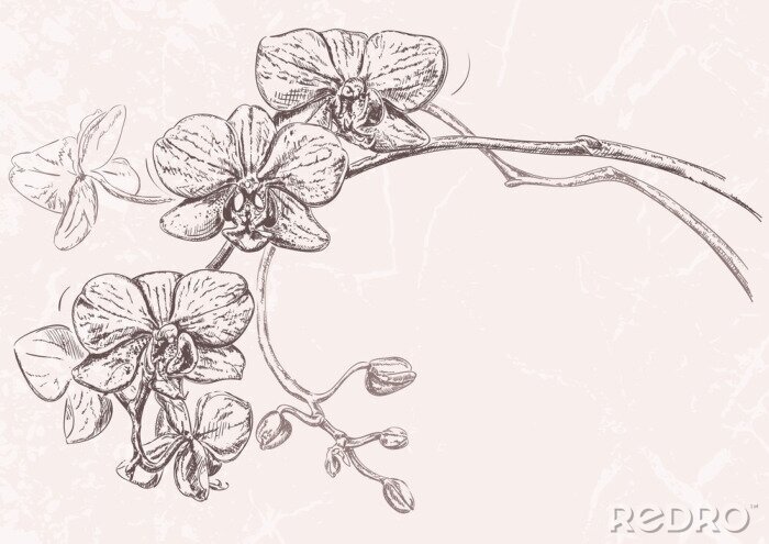 Bild Schwarz-weiße Skizze mit Orchidee