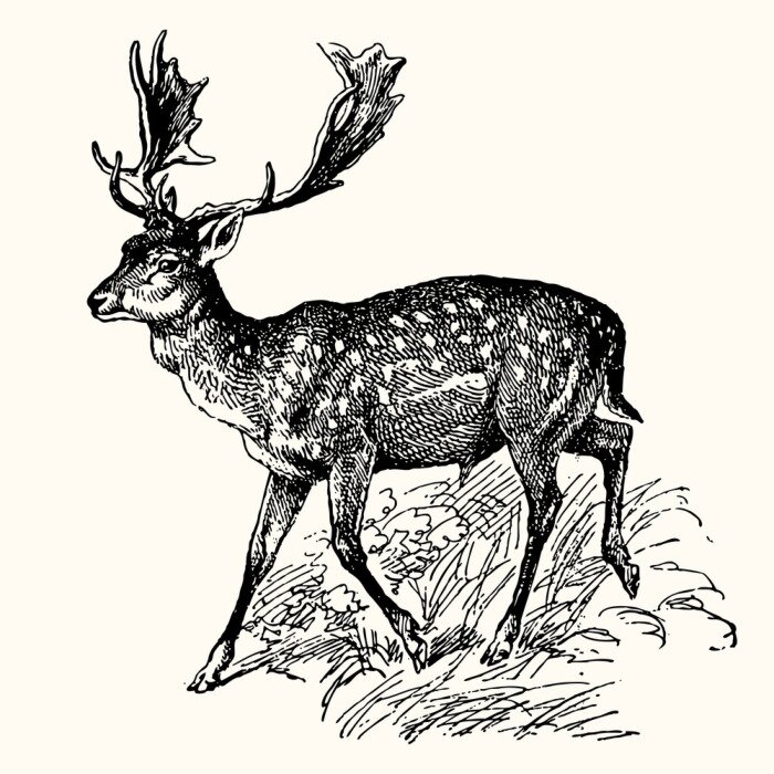 Bild Schwarz-weiße Tiere skandinavisch