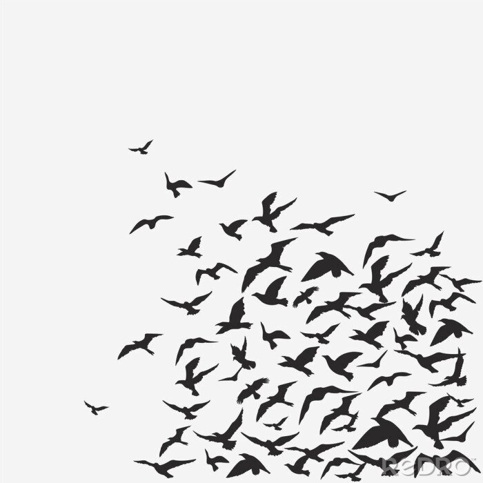 Bild Schwarz-weiße Vögel