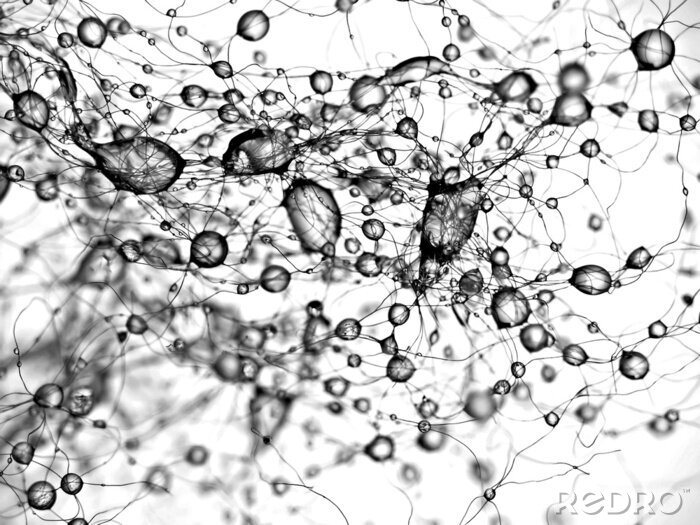 Bild Schwarz-weiße Wassertropfen