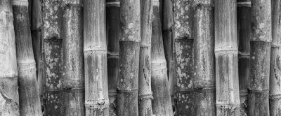 Bild Schwarz-weißer Bambus
