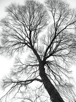 Schwarz-weißer Baum am Himmel