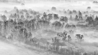 Bild Schwarz-weißer düsterer Wald im Nebel