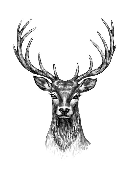 Bild Schwarz-weißer Hirschkopf mit großem Geweih