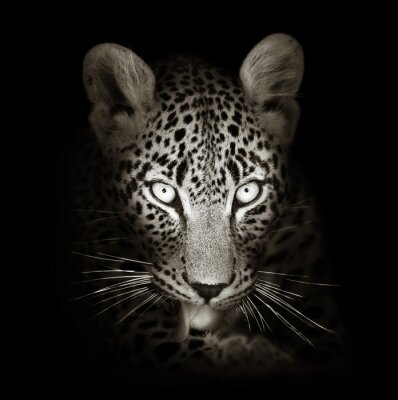 Bild Schwarz-weißer Leopard